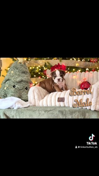 English Bulldog Babies for Christmas! One Left! in Chambersburg, Pennsylvania