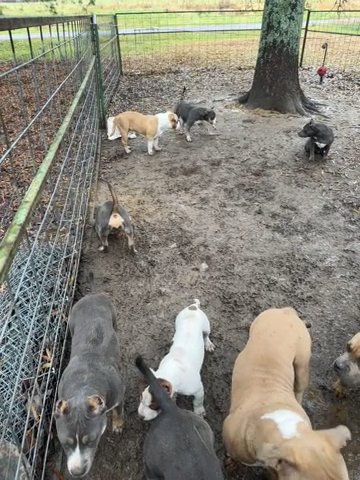 Playing In The Mud in Fort Payne, Alabama
