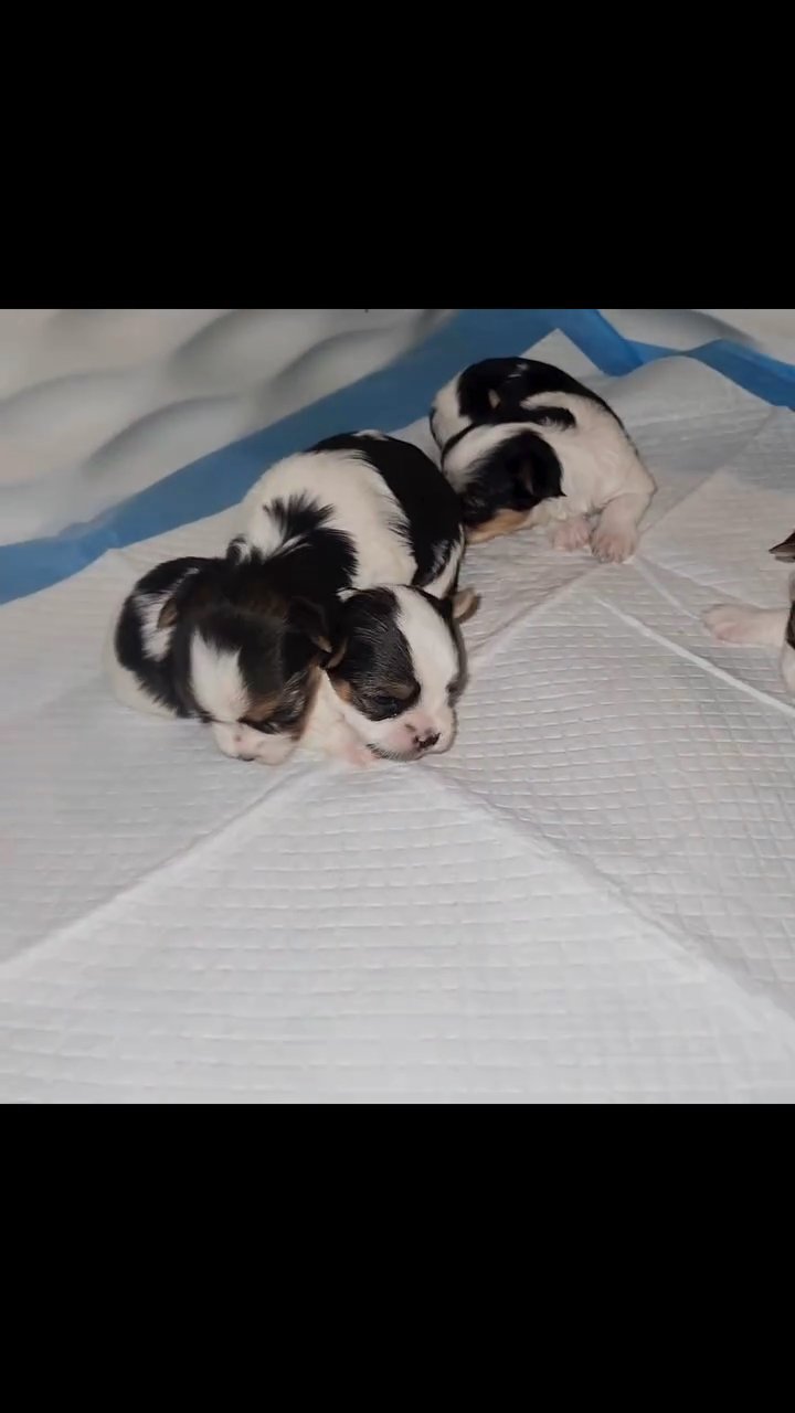 Parti yorkies in Washington, District of Columbia