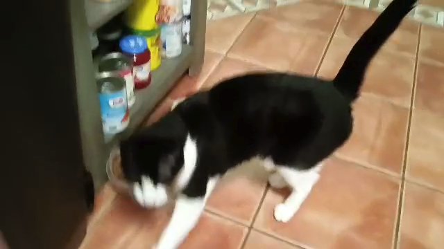 Loving cat to a good home. in Palm Harbor, Florida