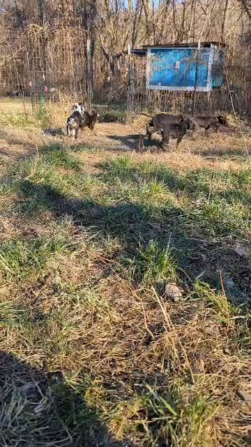 Krueger Black Male AKC Great Dane in Roanoke, Virginia