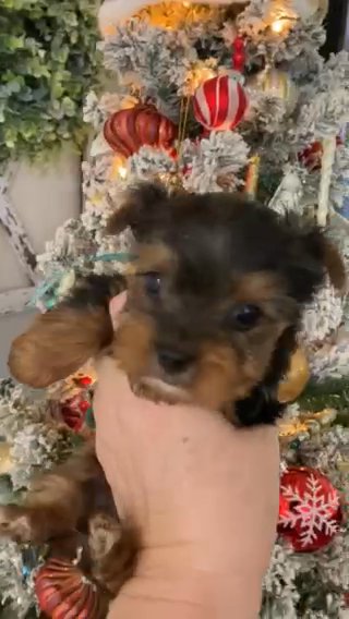 Monty in Clarksville, Tennessee