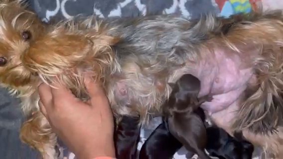 Teacup Yorkies in Huntsville, Alabama