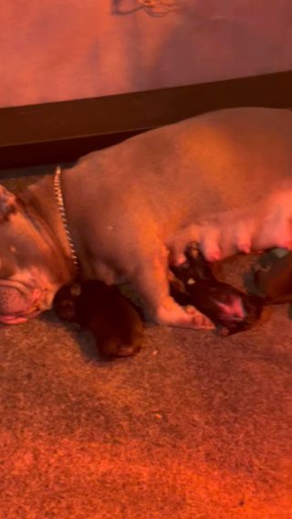 1000.00  Frenchie Female Lilac & Tan Puppy in Grand Rapids, Michigan