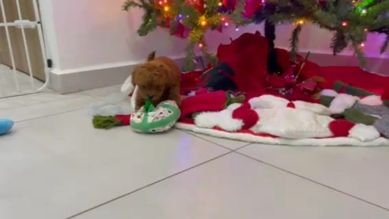 Cute Little puppy in Houston, Texas