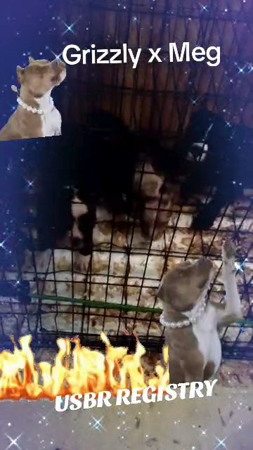 black & white bully female in Birmingham, Alabama