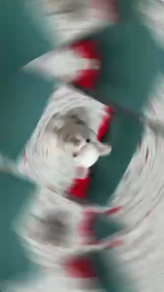 SNOWFLAKE  PLATNIUM FRENCHIE in Houston, Texas