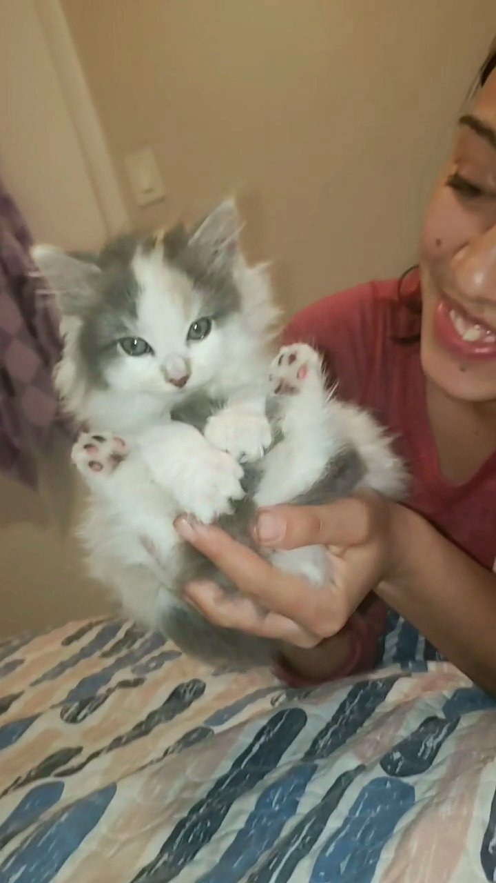 ragamuffin baby kitten in Tampa, Florida