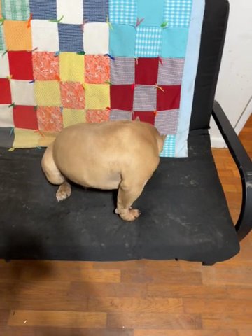 Pocket Bully - Male in Fort Payne, Alabama