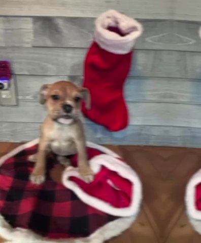 Christmas Olde English Bulldoggie in Conway, New Hampshire