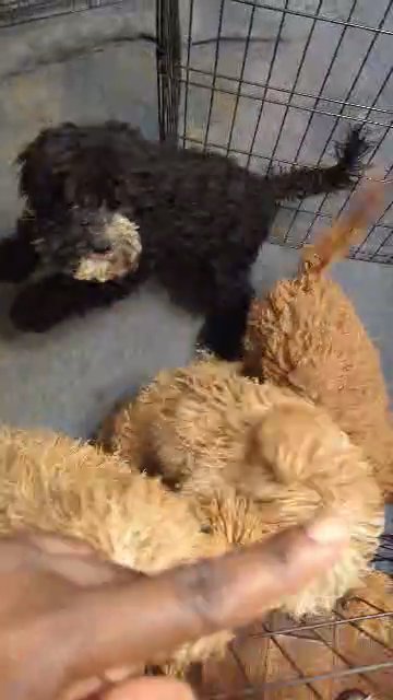 SOLD Moyen Poodle -Mooney- (black male) in Woodstock, Georgia