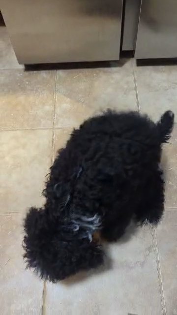 SOLD Moyen Poodle -NANA- ( Black girl) in Woodstock, Georgia