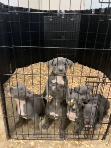 American Standard Bullies in Dothan, Alabama