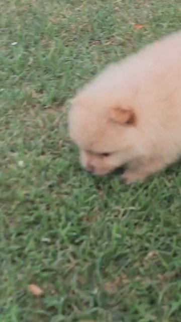 pomeranians in Fresno, California