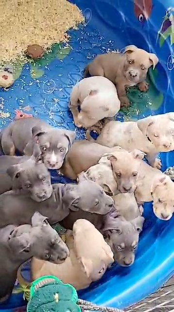 XL American Bully puppies in Chicago, Illinois
