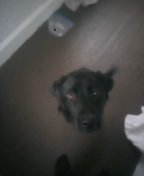 Loki in Wilkes-Barre, Pennsylvania