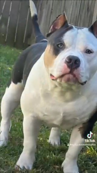 OPEN FOR STUD in Lexington, South Carolina