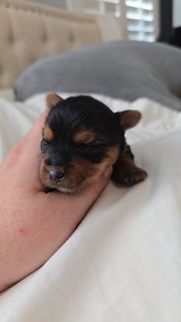 Yorkie in Midland, Texas