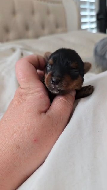 Yorkie in Midland, Texas