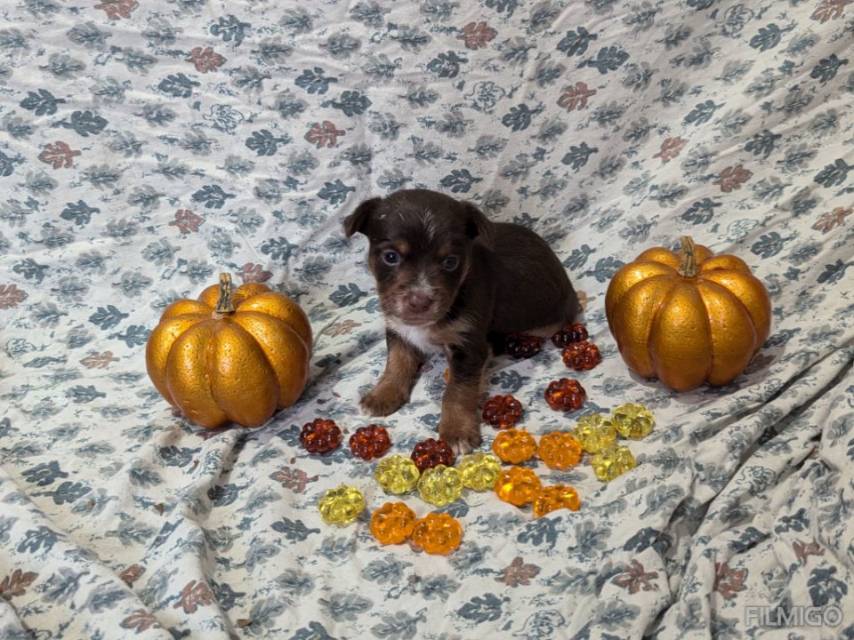 AKC Yorkie in Huntsville, Alabama
