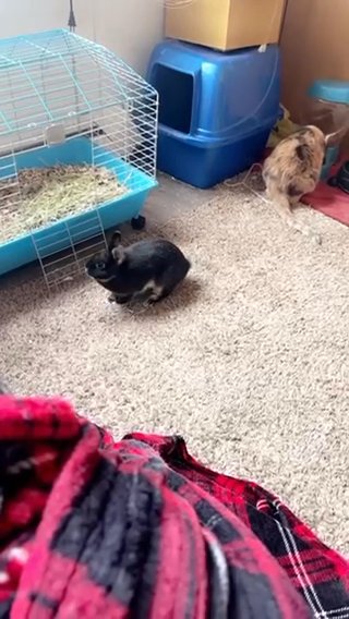 Dwarf bunny in Pleasant Hill, Iowa