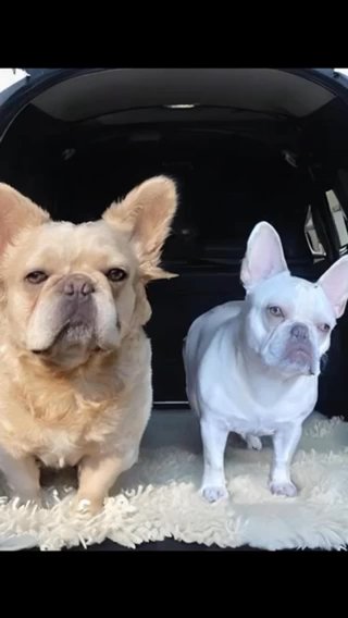 Male French Bulldog Scrappy in Baltimore, Maryland