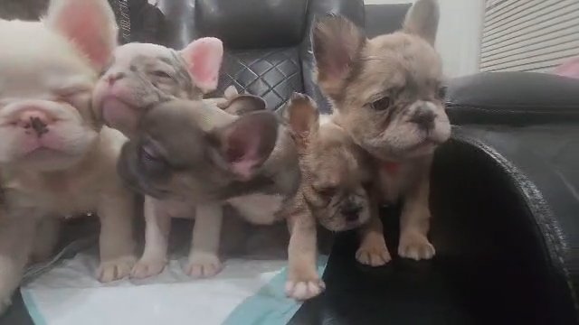 French Bulldogs Fluffys and Carriers in Passaic, New Jersey