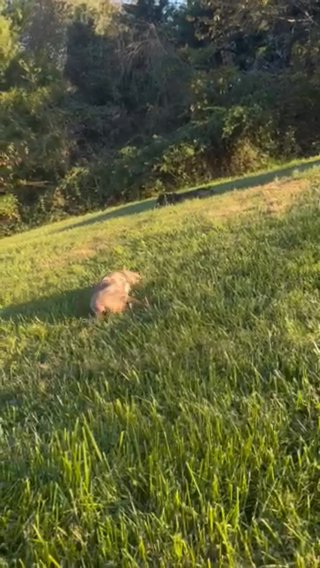 Merel Puppies On The Way Unique First Time Mom in Elizabethtown, Kentucky