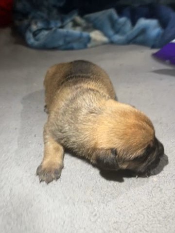 Amercian Bulldog Mixed German Shepard Mixed in Mead Valley, California