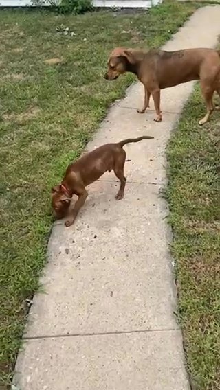 8 month old baby pitbull for sell still in Chicago, Illinois