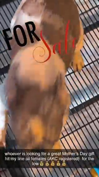 French bulldogs (frenchie) in Lodi, California