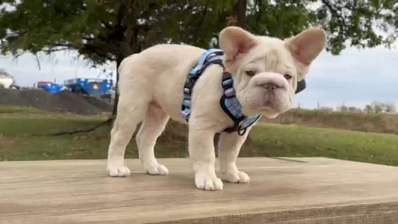 Big Rope Fluffy Lilac Tan Merle french bulldog in Tulsa, Oklahoma