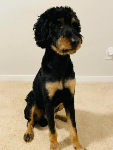 Loving Labradoodle in Fresno, Texas