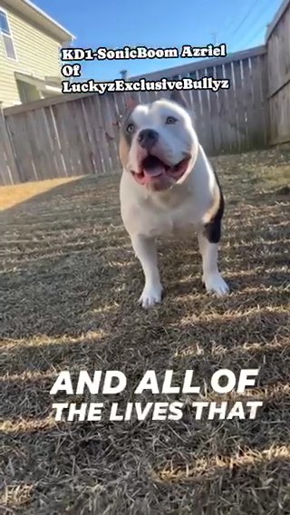 OPEN FOR STUD in Lexington, South Carolina