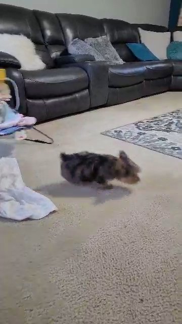 Blue Merle Yorkie Male in Columbus, Georgia