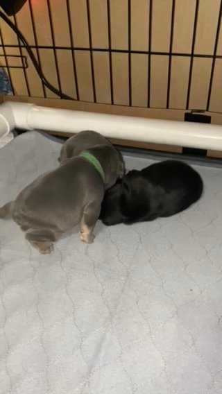 French bulldog Blue And Tan male in Parkersburg, West Virginia