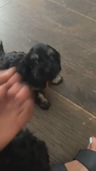 Toy cockapoo in Houston, Texas