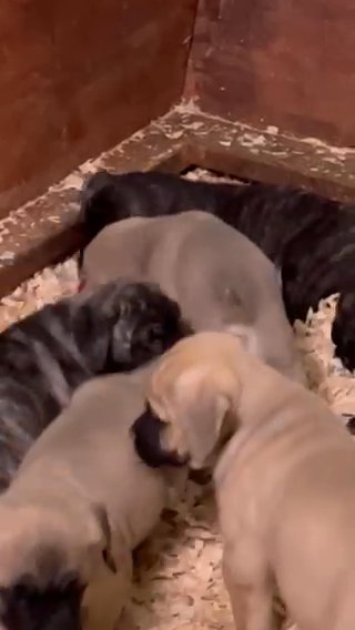Purebred Cane Corso in Frankfort, Kentucky