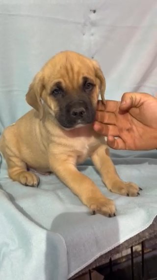 Fawn Male Cane Corso in Frankfort, Kentucky