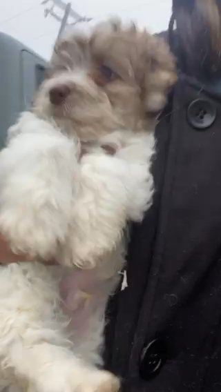 Cavapoo/Miniature Poodle For Sale in Los Angeles, California