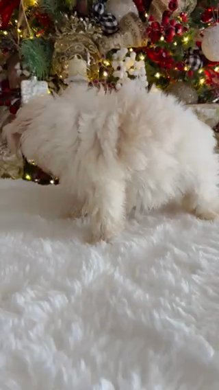 F1B Mini/medium Goldendoodle in Andrews, Texas