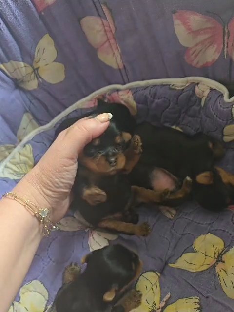 babydoll yorkies in Charleston, West Virginia