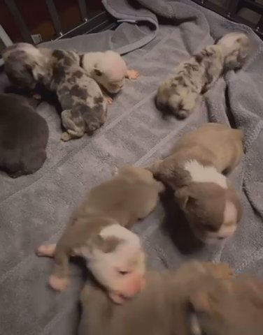 Certified Bulldogs in Atlanta, Georgia