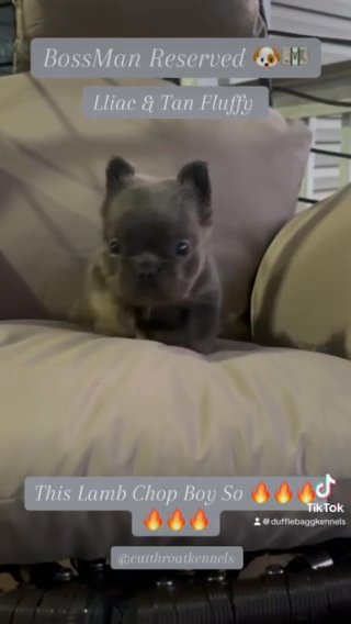 Fluffy Frenchie in Natchez, Mississippi