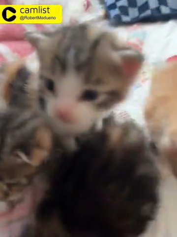 Kittins in Los Angeles, California