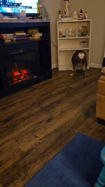 Odie in Oklahoma City, Oklahoma