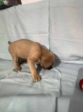 Cane Corso Female in Frankfort, Kentucky