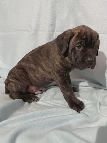 Purebred Cane Corso Male in Frankfort, Kentucky