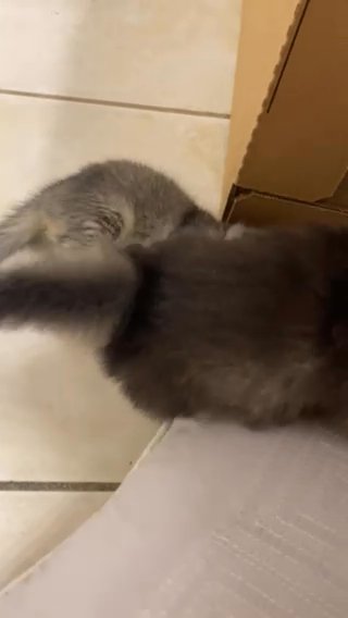 Scottish Fold Lovely Boy in Orlando, Florida