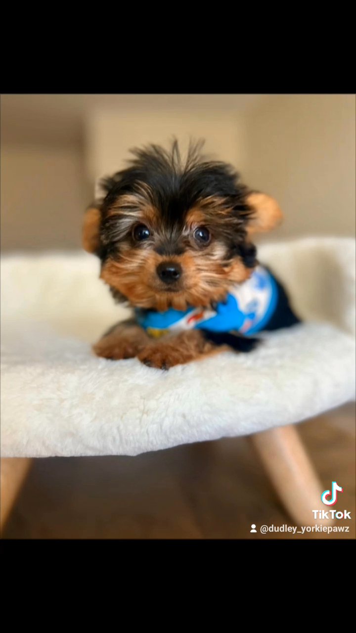 Micro-Teacup Yorkie Puppy ?? in Portsmouth, Ohio